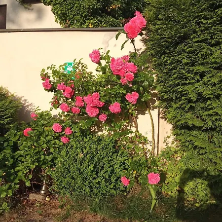 Privatunterkunft Iwona - Budget With Private Bathrooms