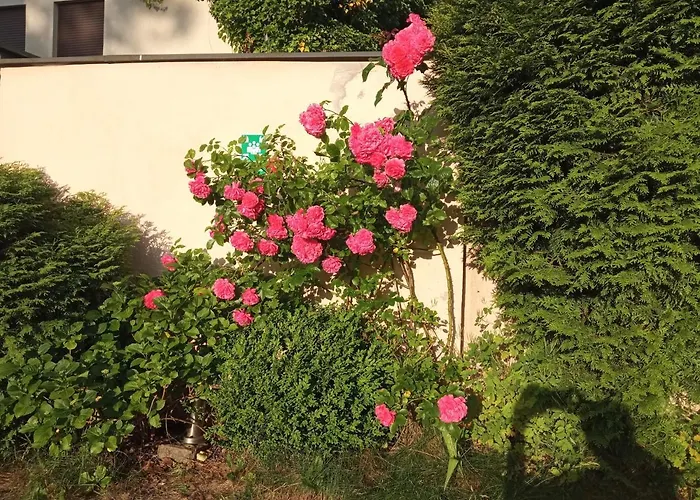 Rum i privatbostad Iwona - Budget With Private Bathrooms